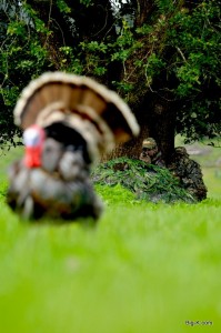 Rio Grande Turkey Hunting